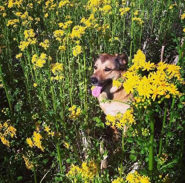 Essential Oils and Pets: A Complete Safety Guide for Dogs and Cats